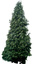 agaclar (14)